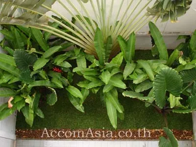 7  4 br House For Rent in Sukhumvit ,Bangkok BTS Bang Chak 119728